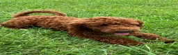 Miniature Poodle dogs for sale: Brelle - Ad 5