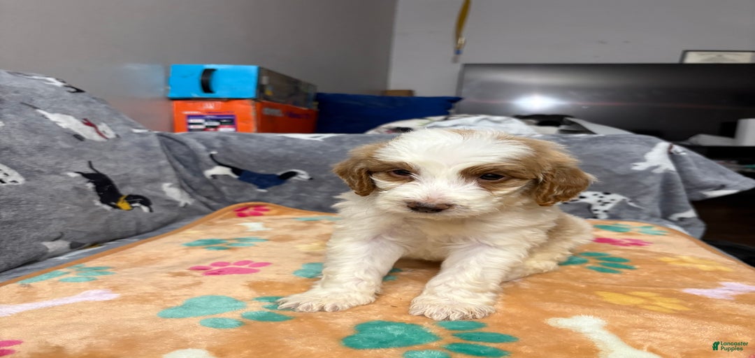 Gallery Image {{count}}