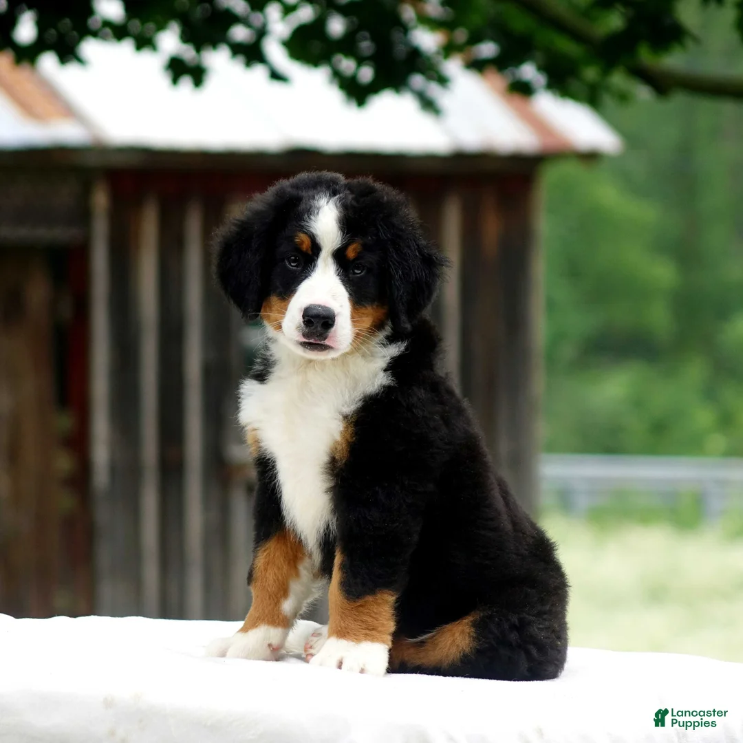 Bernese Mountain Dog dogs for sale: Balto - Ad 3