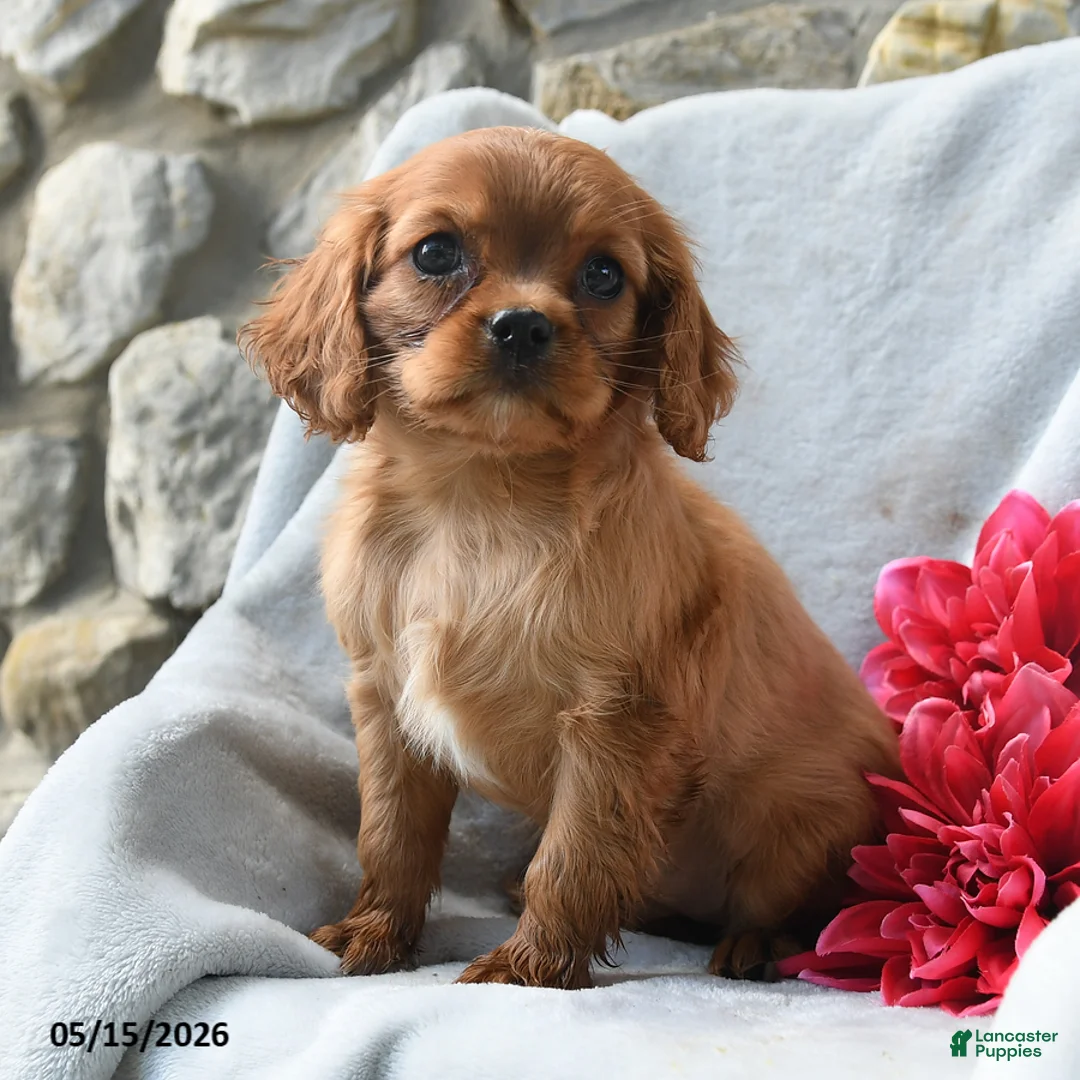 Cavalier King Charles Spaniel dogs for sale: Haley - Ad 1