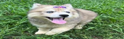 Siberian Husky dogs for sale: RISA - Ad 30