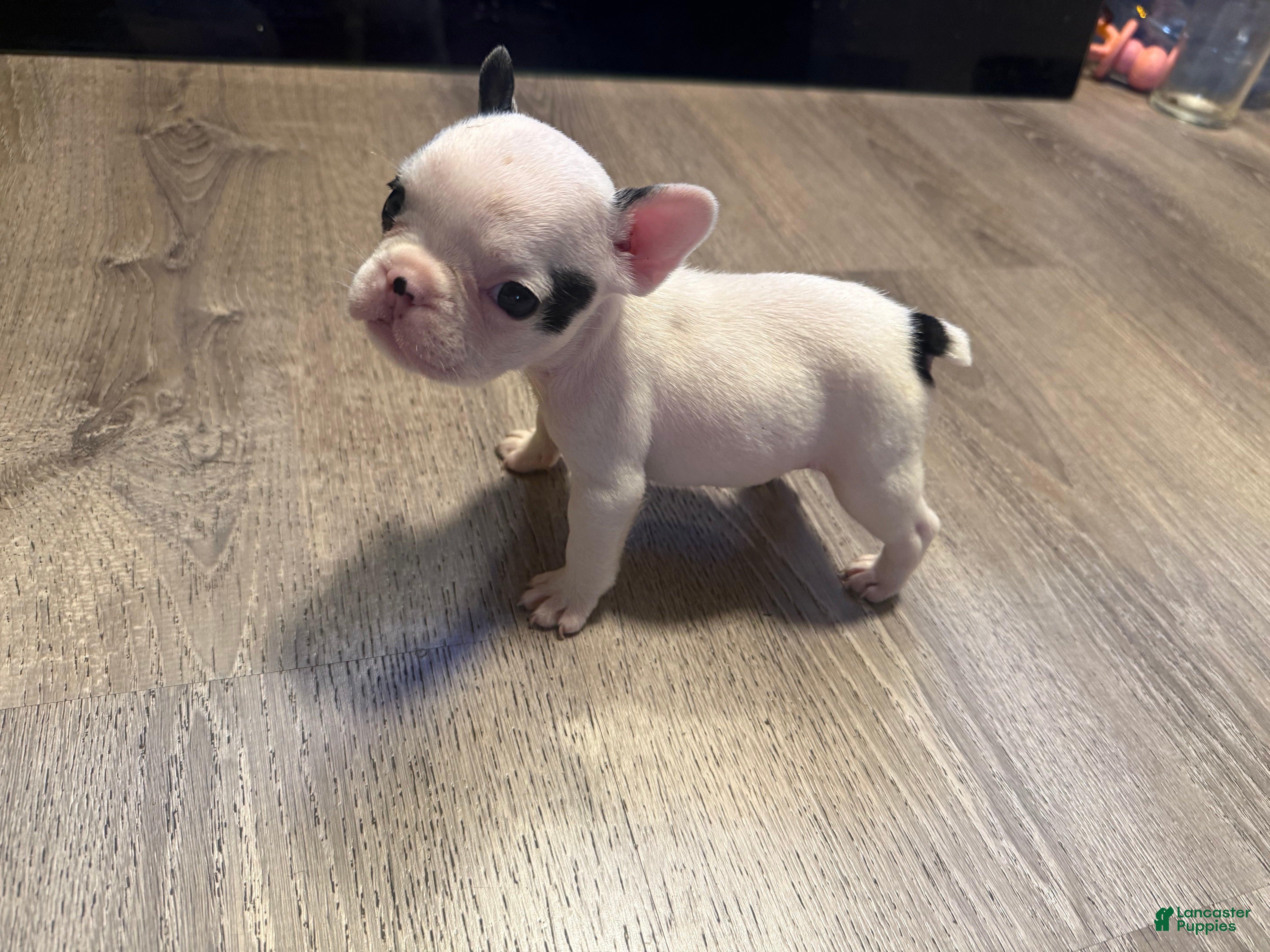 French Bulldog dogs French Bulldog Puppy 1 - Ad 8