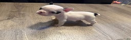 French Bulldog dogs for sale: French Bulldog Puppy 1 - Ad 1