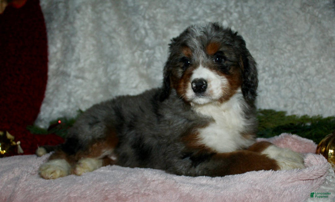 Bernedoodle dogs for sale: Jenny - Ad 1