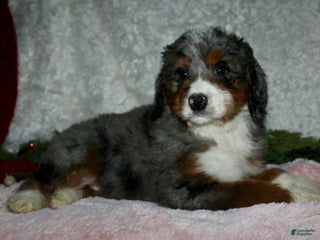 Bernedoodle dogs Jenny - Ad 23