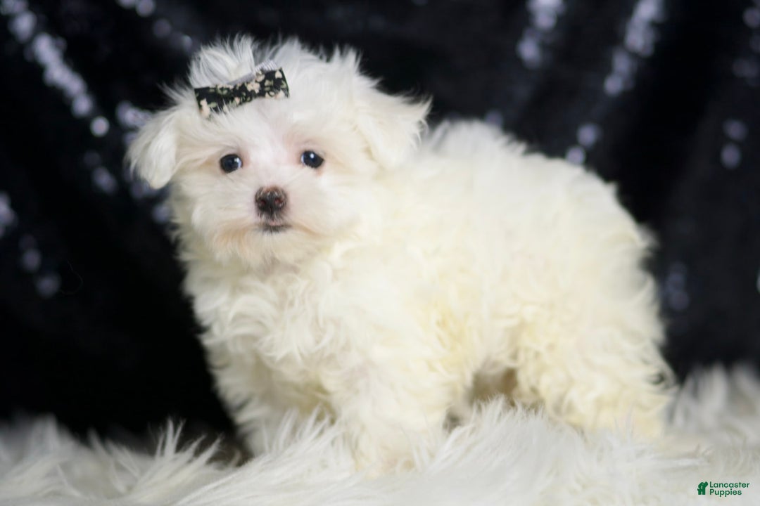 Maltese dogs for sale: Gwen - Ad 3