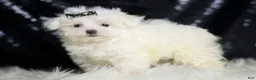 Maltese dogs for sale: Gwen - Ad 3