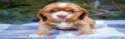 Cocker Spaniel dogs for sale: Sophie - Ad 8
