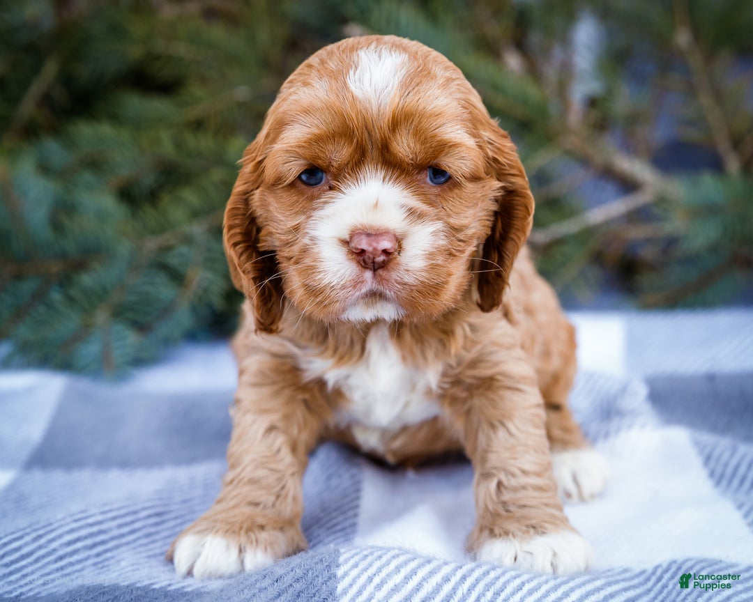 Cocker Spaniel dogs for sale: Sophie - Ad 8