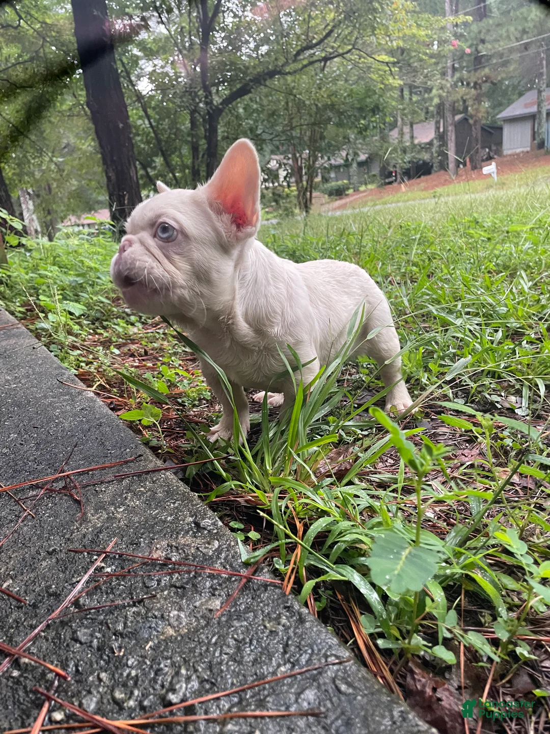 French Bulldog dogs for sale: Yang the Pink Micro - Ad 11