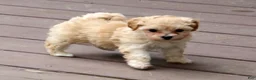 Maltipoo dogs for sale: Peach - Ad 3