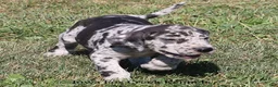 Great Dane dogs for sale: Samson - Ad 8