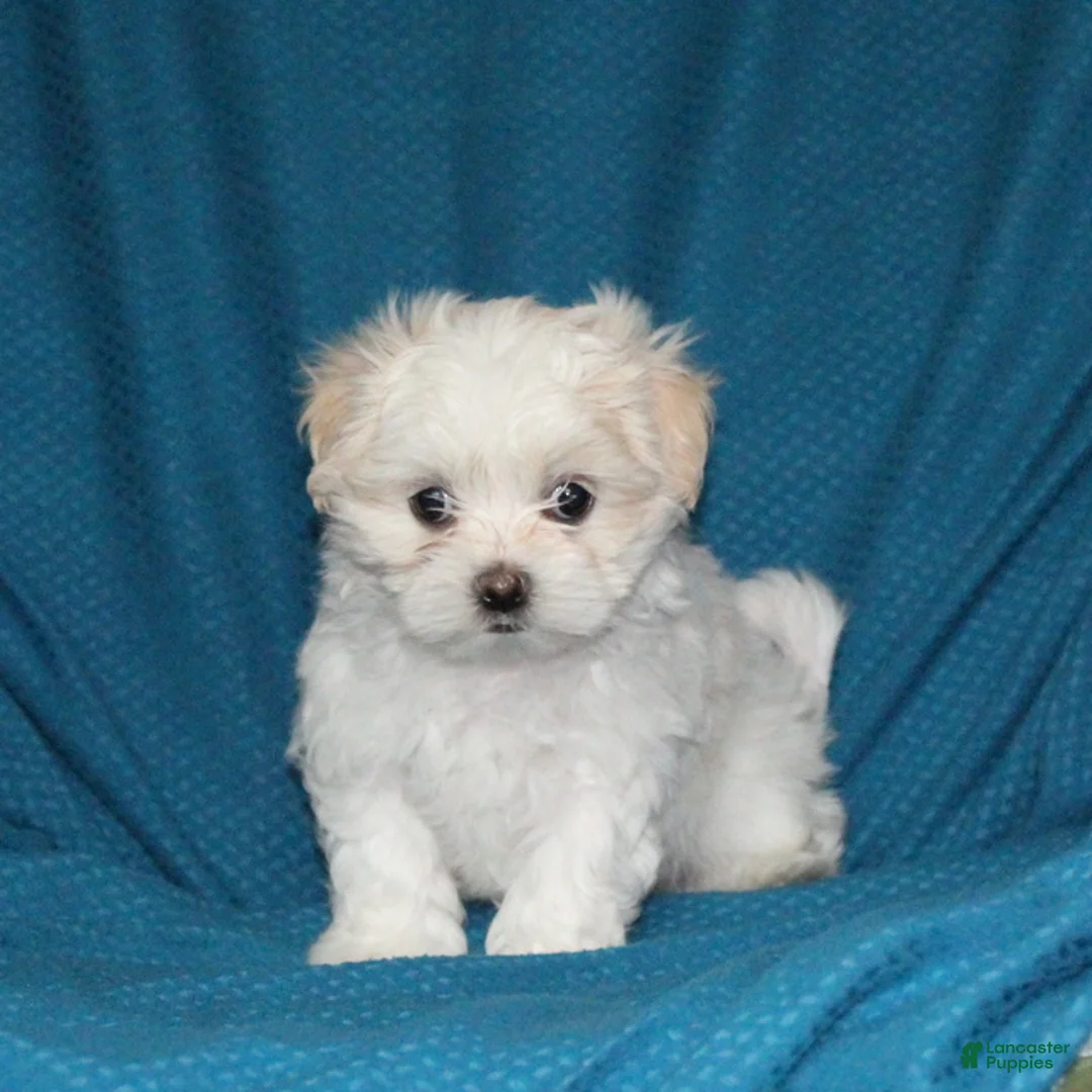 Malshi dogs for sale: Candace - Ad 1