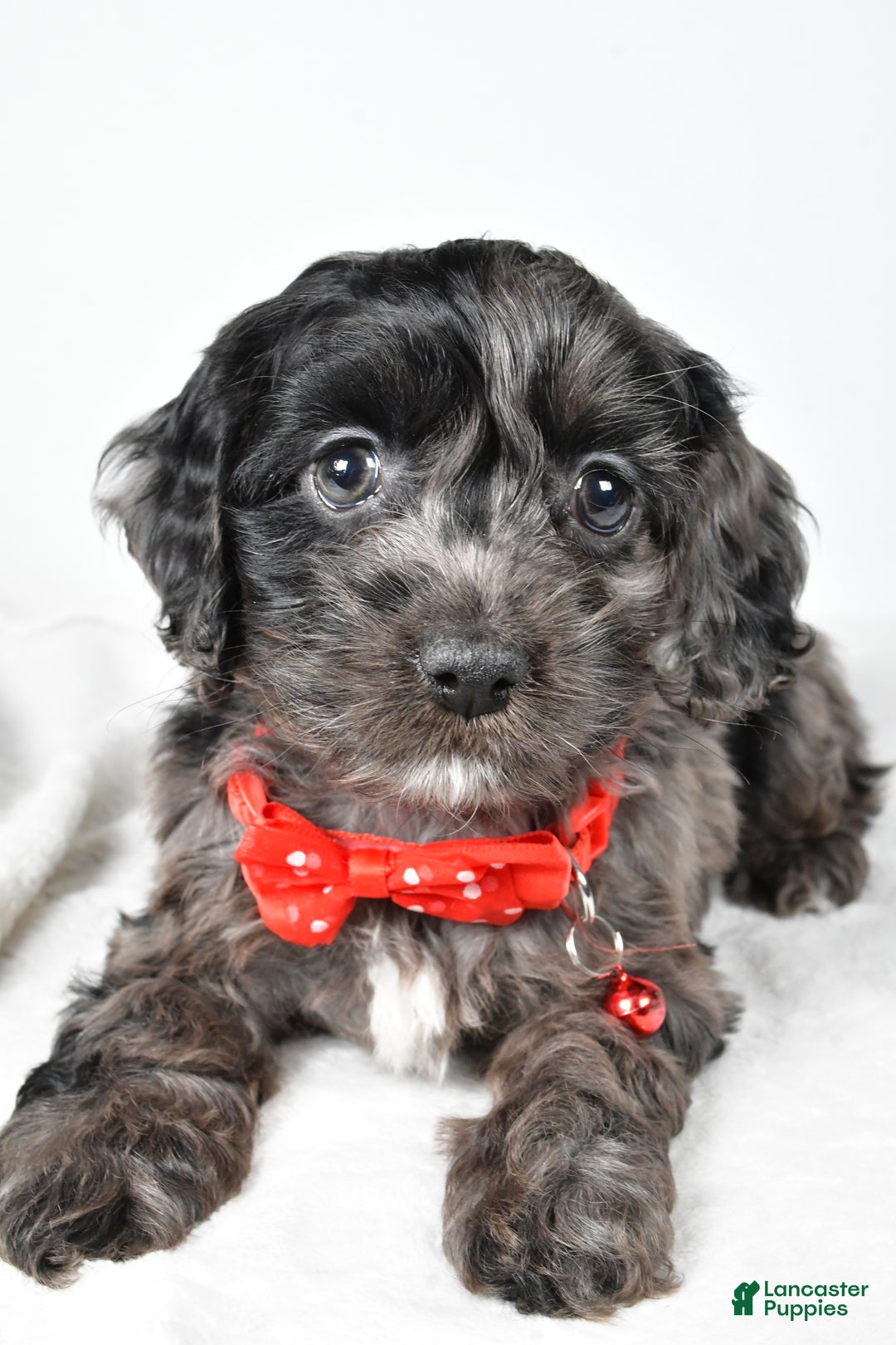 Cockapoo dogs for sale: Austin - Ad 4