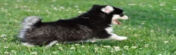 Pomsky dogs for sale: Polly - Ad 10