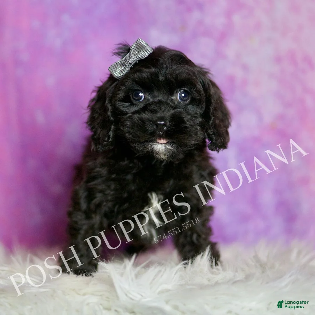 Cavapoo dogs for sale: Teddy Adorable Champion Line Cavapoo - Ad 2