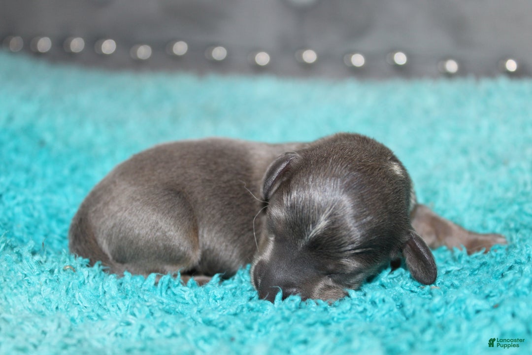 Miniature Dachshund dogs for sale: Belle Mini - Ad 2