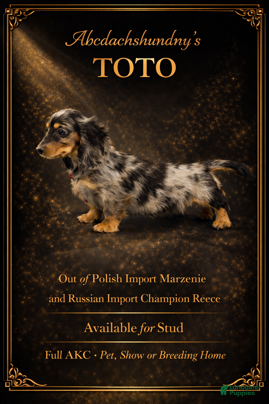 Dachshund dogs Standard black and tan dapple - Ad 21