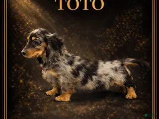 Dachshund dogs Standard black and tan dapple - Ad 21