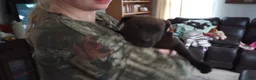 American Bully dogs for sale: Kennedy Blades - Ad 5