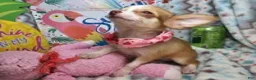 Chihuahua dogs for sale: Sammanta [Long-Haired T-Cup] - Ad 3