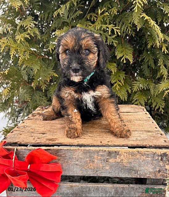 Whoodle dogs Wren - Ad 2