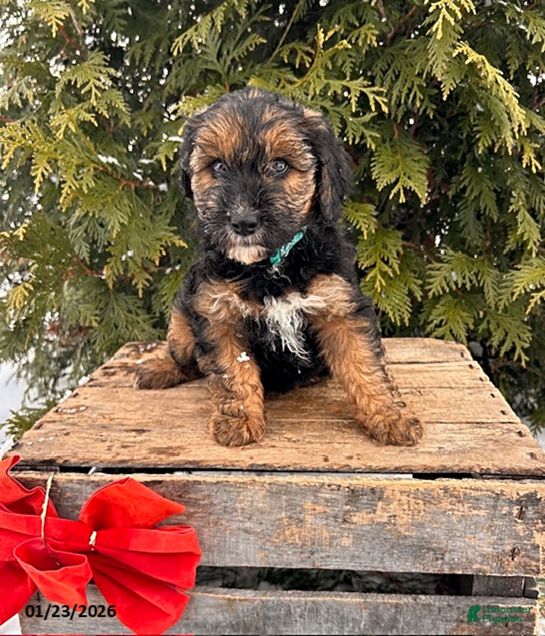 Whoodle dogs for sale: Wren - Ad 1