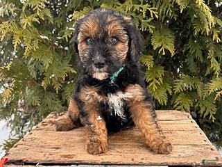 Whoodle dogs Wren - Ad 2