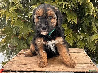 Whoodle dogs Wren - Ad 3