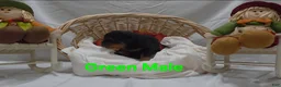 Rottweiler dogs for sale: Green - Ad 4
