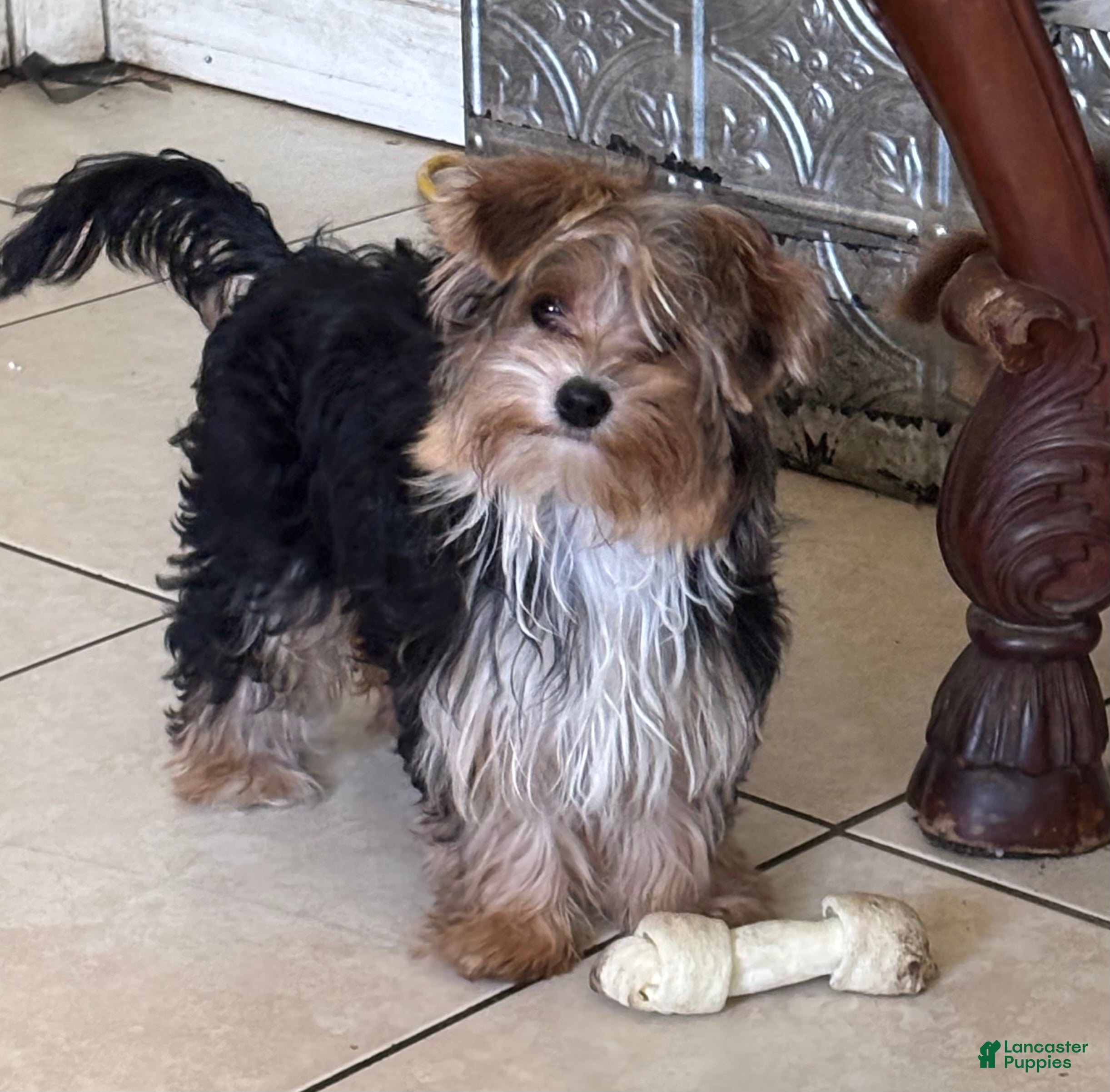 Biewer Terrier dogs for sale: Biewer Terrier 2 - Ad 1