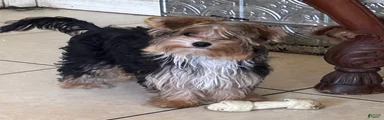 Biewer Terrier 2