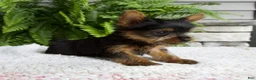 Yorkshire Terrier dogs for sale: Tiny - Ad 3