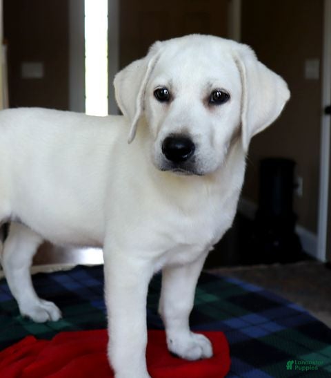 Labrador Retriever dogs Sugar - Champion line - Ad 1