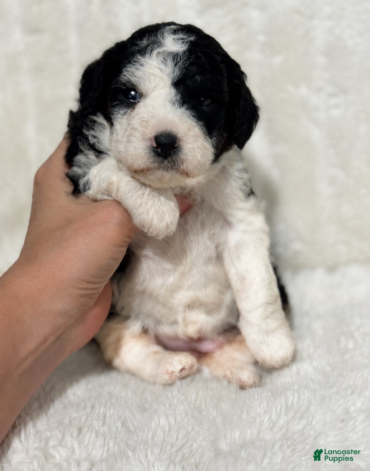 Cavapoo dogs Heidi - Ad 35