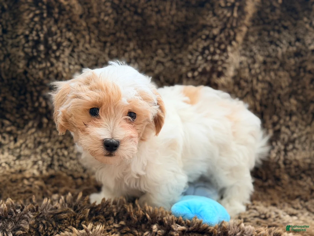 Maltipoo dogs for sale: Grey - Ad 2