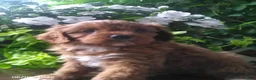 Cavapoo dogs for sale: Dolly - Ad 3