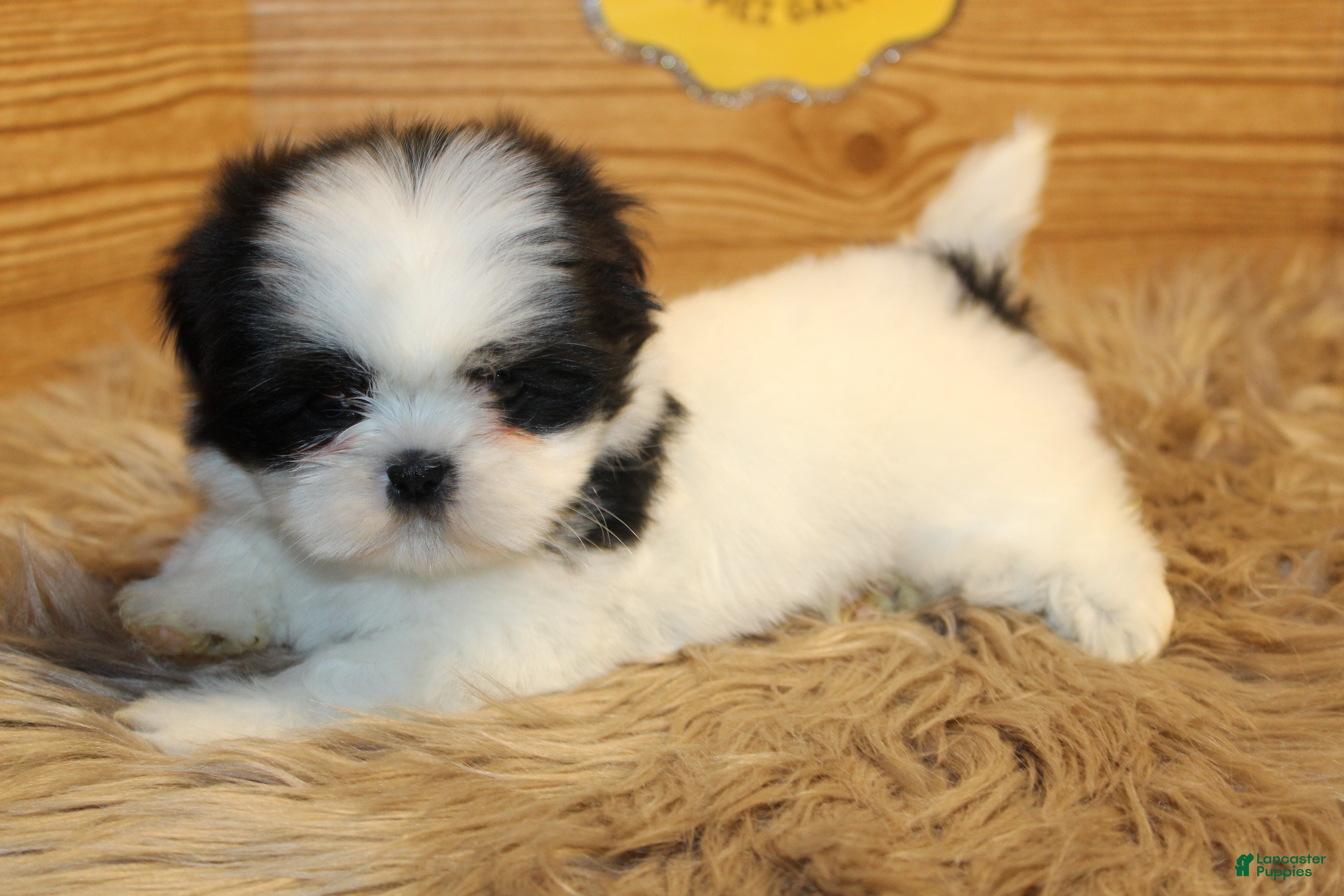 Shih Tzu dogs Zoe - Ad 1