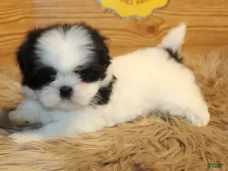 Shih Tzu dogs for sale: Zoe - Ad 2