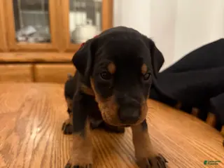 Doberman Pinscher dogs Rex - Ad 31