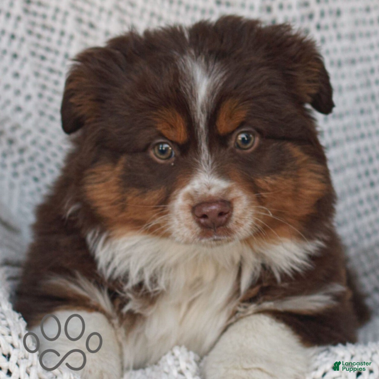Miniature Australian Shepherd dogs Comet - Ad 1