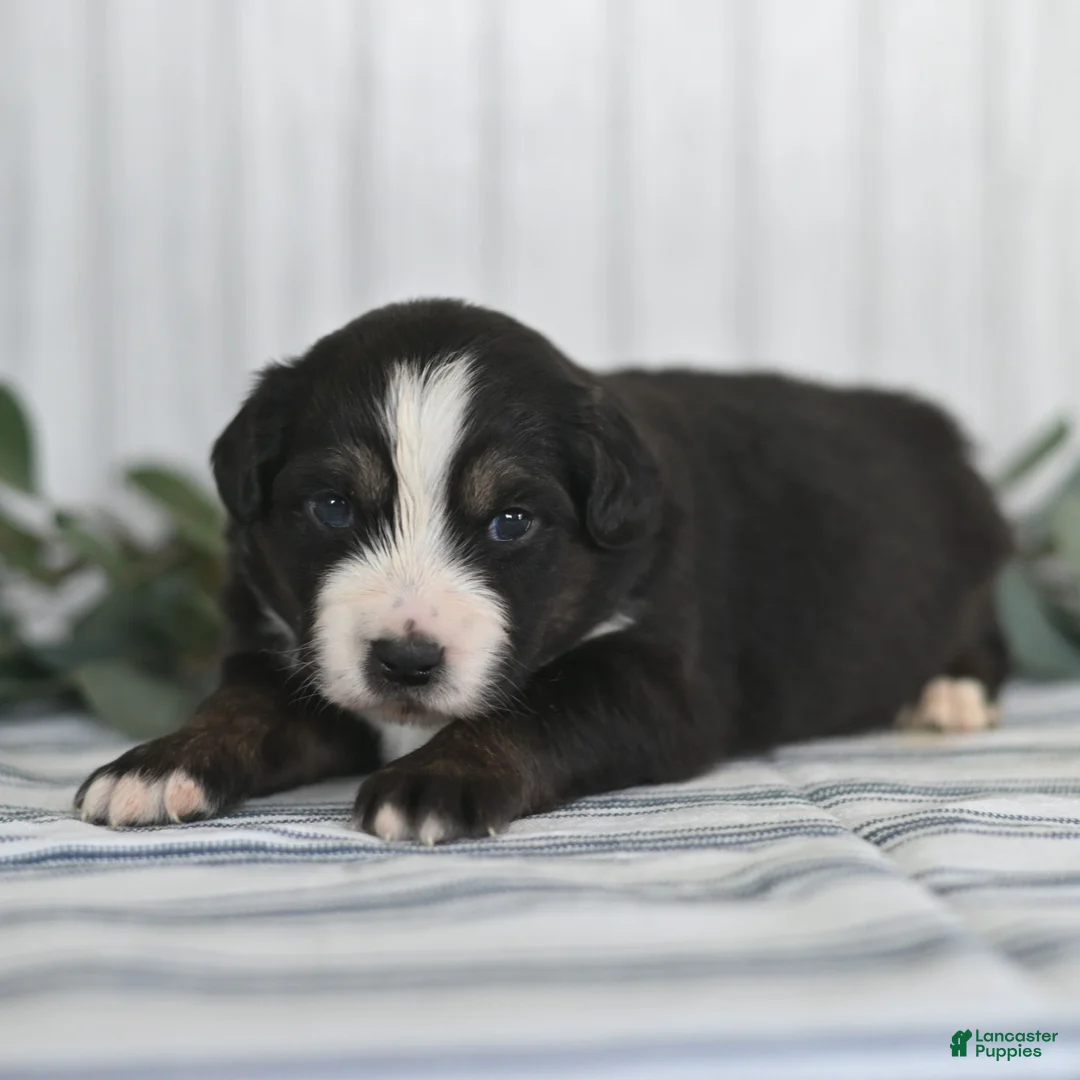Miniature Australian Shepherd dogs for sale: George  - Ad 3