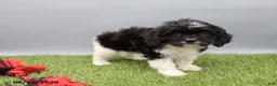 Cockapoo dogs for sale: Trixie - Ad 5
