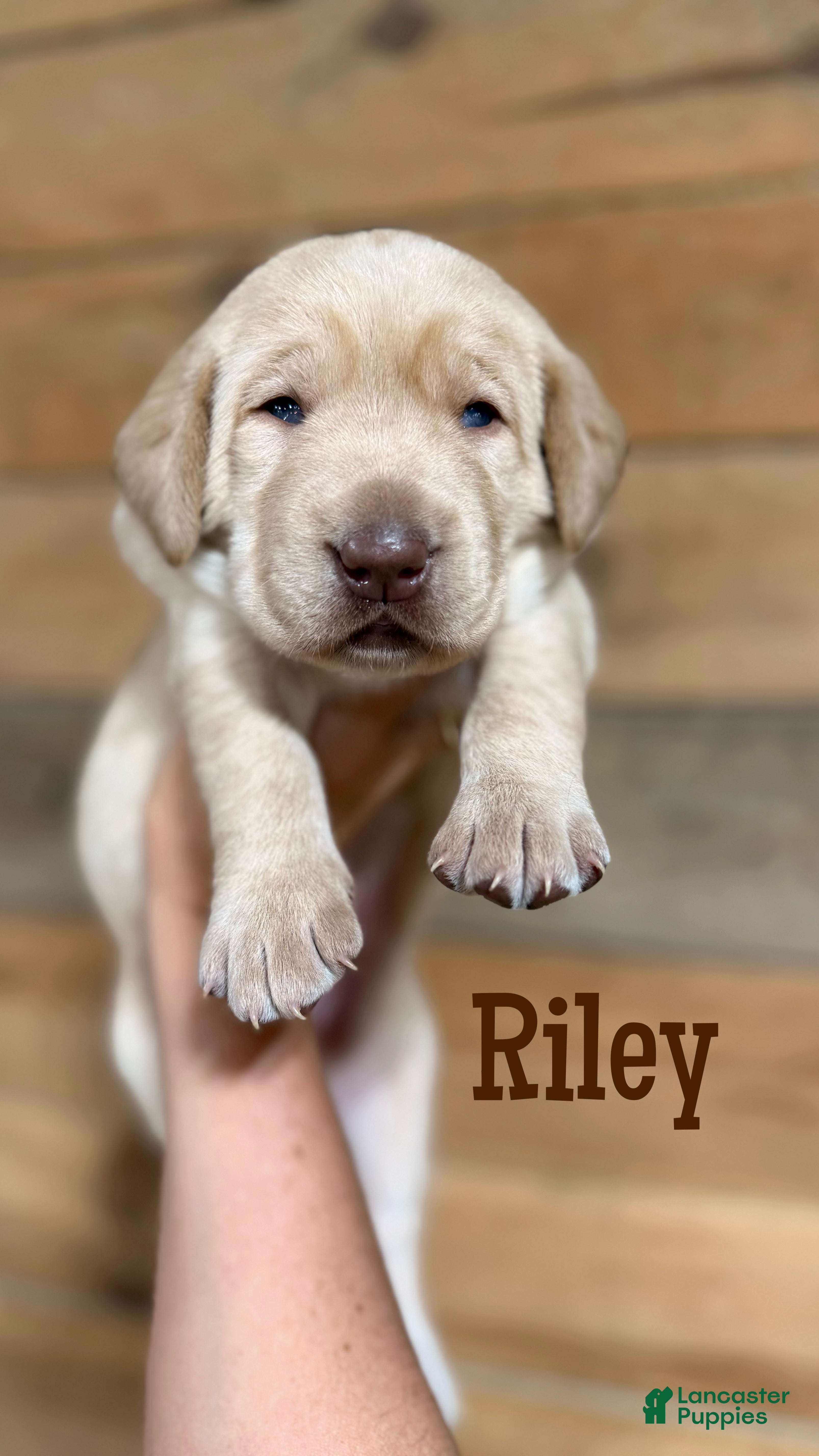 Labrador Retriever dogs Riley (brown nose/yellow/champagne) - Ad 9