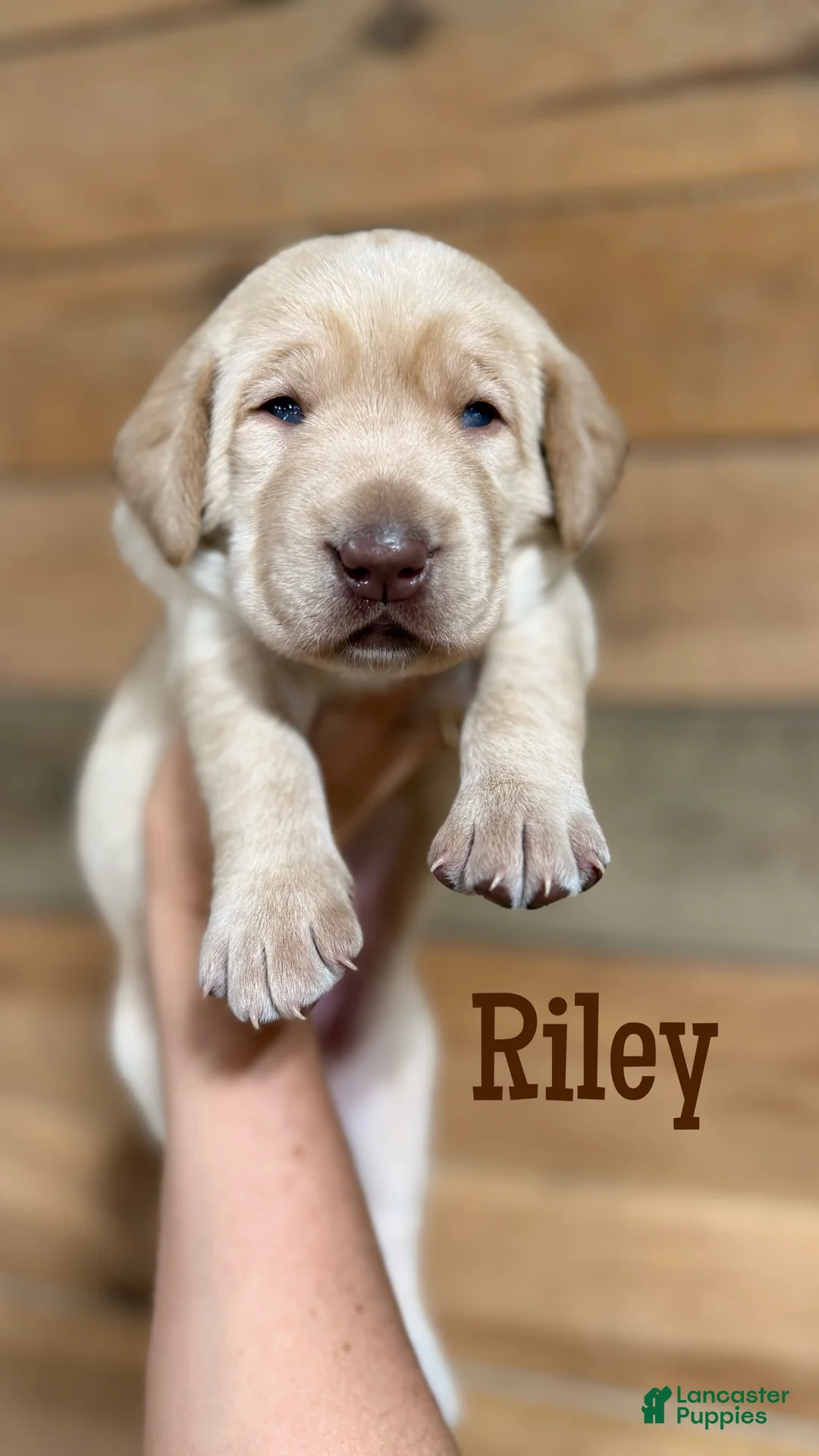 Labrador Retriever dogs for sale: Riley (brown nose/yellow/champagne) - Ad 1