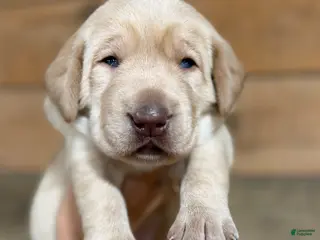 Labrador Retriever dogs Riley (brown nose/yellow/champagne) - Ad 9