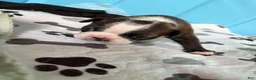 Boston Terrier dogs for sale: LuLu - Ad 2