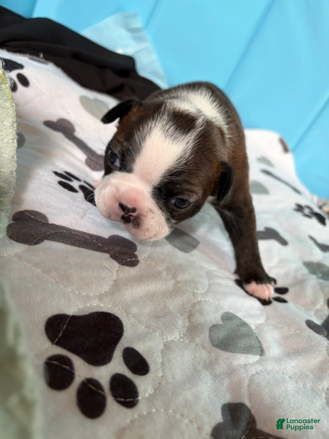 Boston Terrier dogs for sale: LuLu - Ad 2