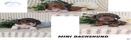 Miniature Dachshund dogs for sale: Zya - Ad 11