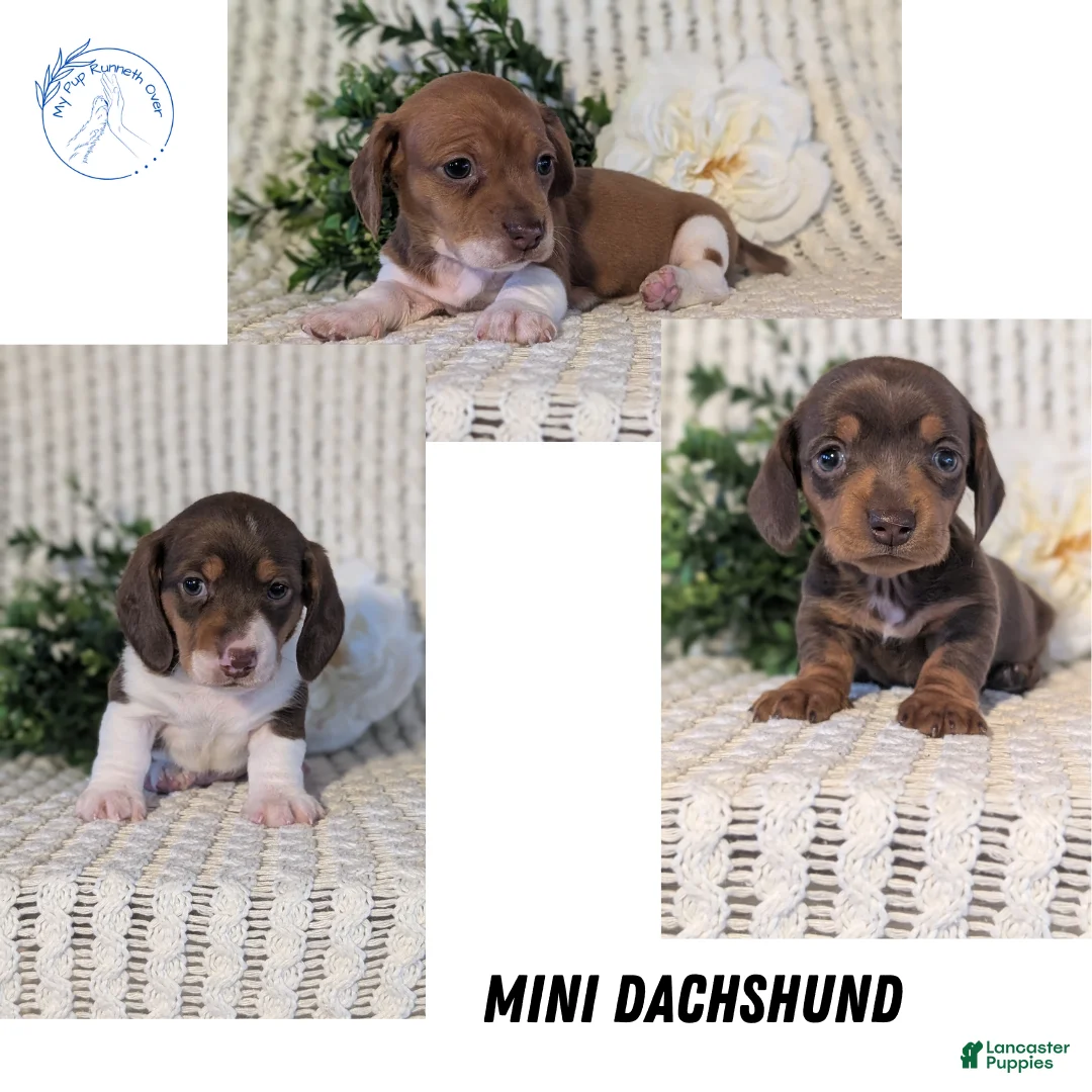 Miniature Dachshund dogs for sale: Zya - Ad 11